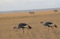 Amboseli Nationalpark - Kronenkraniche