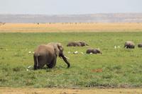 Amboseli Nationalpark - Elefanten im Sumpf