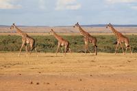 Amboseli Nationalpark - Giraffen-Parade