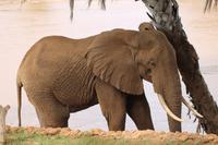 Tsavo Ost Nationalpark - Galdessa Safari Lodge - Elefantenbesuch am Restaurant