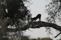 Tsavo Ost Nationalpark - Leopard