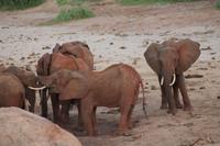 Tsavo Ost Nationalpark - rote Elefanten