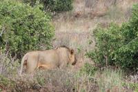 Tsavo Ost Nationalpark - Löwenmännchen