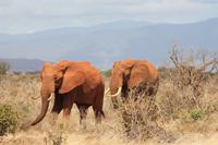 Tsavo Ost Nationalpark - rote Elefanten