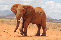 Tsavo Ost Nationalpark - roter Elefant