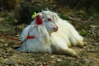 229  In den Bergen Tibets