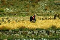 270  In den Bergen Tibets