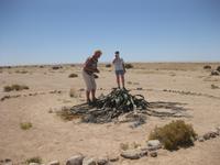 Marion und Bernd und die Welwetschia