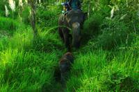 555 Im Chitwan Nationalpark