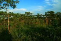 556 Im Chitwan Nationalpark