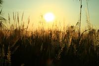 559 Im Chitwan Nationalpark