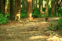585 Im Chitwan Nationalpark