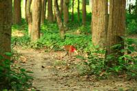 586 Im Chitwan Nationalpark