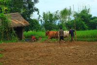 603 Im Chitwan Nationalpark