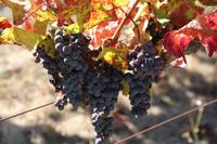 Besuch des Weingutes Cosentino im Napa Valley Kalifornien