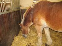 Kaltblüter im Gestüt in Moritzburg