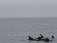 Delphine in Walvis Bay