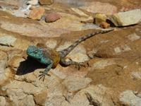 070_Fauna am Kap