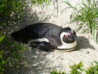 084_Pinguin