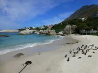 089_Pinguine am Boulders Beach