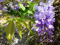 109_Flora in Südafrika