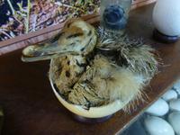 151_Babystrauß