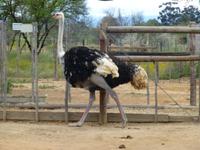 153_Straußenfarm Oudtshorn