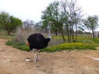 155_Straußenfarm Oudtshorn