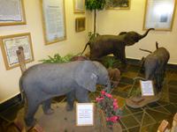 198_im Knysna Elephant Park