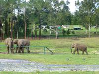 203_im Knysna Elephant Park