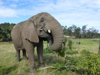 214_im Knysna Elephant Park