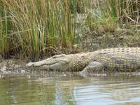 268_Krokodils-Beobachtung