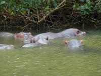 271_Flusspferd-Beobachtung