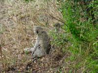 281_Meerkatze