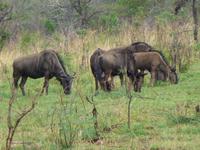 286_Wildbeobachtungsfahrt Hluhluwe-NP