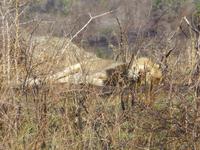 298_Löwe bei der Mittagspause