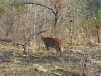 299_Wildbeobachtungsfahrt Hluhluwe-NP