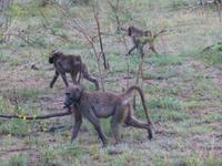 317_wieder kleine Äffchen