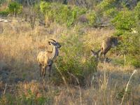 435_Erste Pirschfahrt im Kruger-Nationalpark