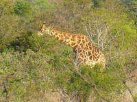 436_Erste Pirschfahrt im Kruger-Nationalpark