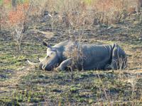 438_Erste Pirschfahrt im Kruger-Nationalpark