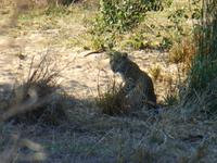 444_Erste Pirschfahrt im Kruger-Nationalpark