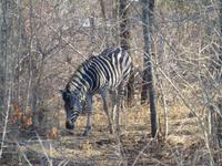 451_Erste Pirschfahrt im Kruger-Nationalpark