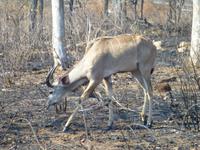 453_Erste Pirschfahrt im Kruger-Nationalpark