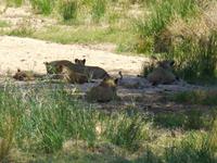 455_Erste Pirschfahrt im Kruger-Nationalpark