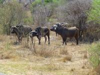 460_Erste Pirschfahrt im Kruger-Nationalpark