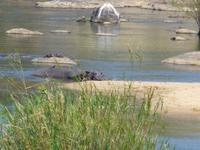 463_Erste Pirschfahrt im Kruger-Nationalpark