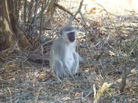 465_Erste Pirschfahrt im Kruger-Nationalpark
