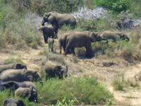 472_Erste Pirschfahrt im Kruger-Nationalpark