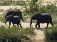 475_Erste Pirschfahrt im Kruger-Nationalpark